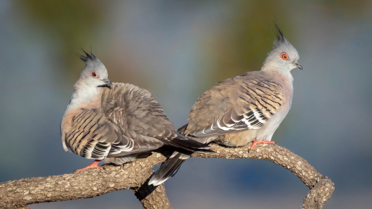 Crested Pigeon - ML619795262