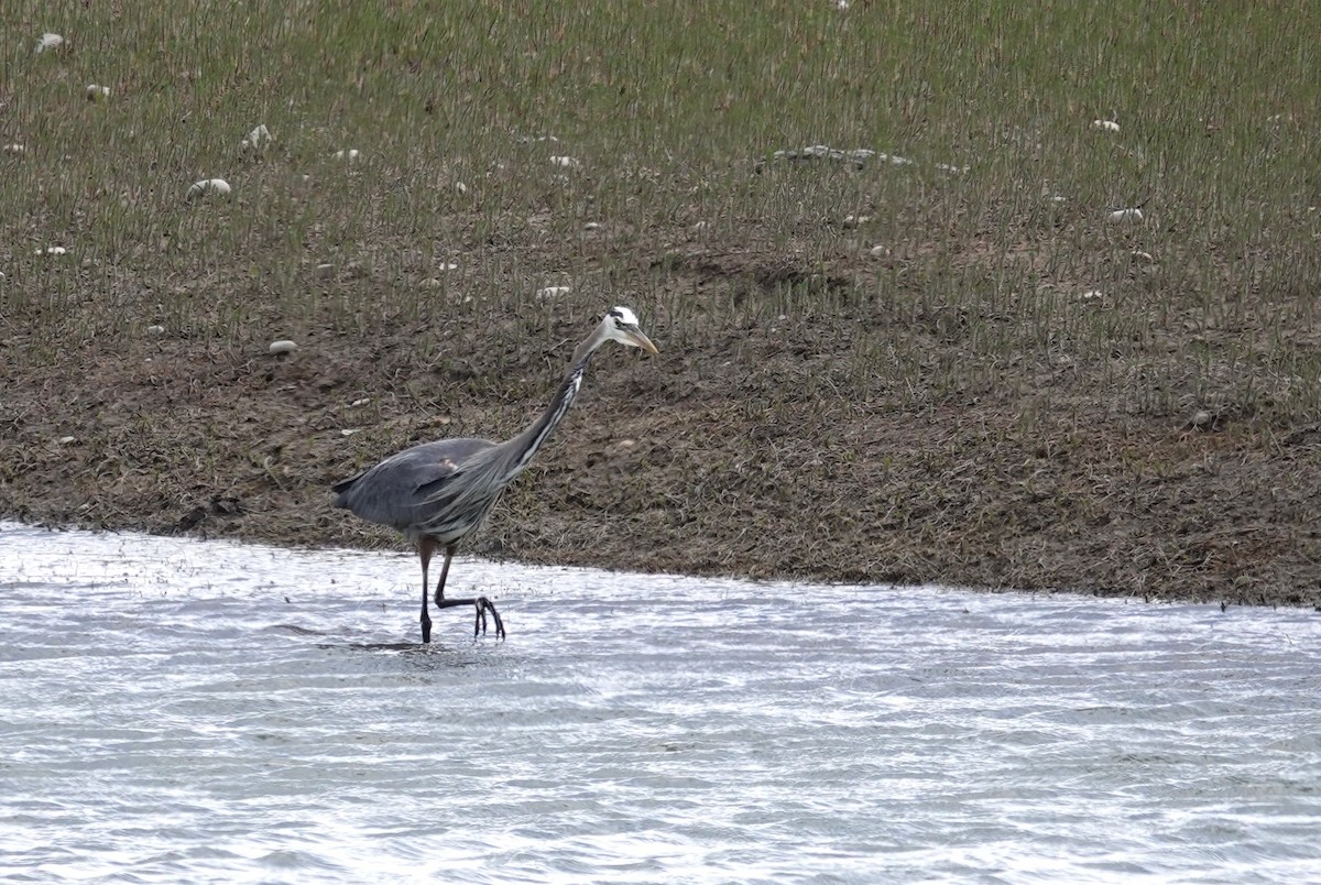 Garza Azulada - ML619795291