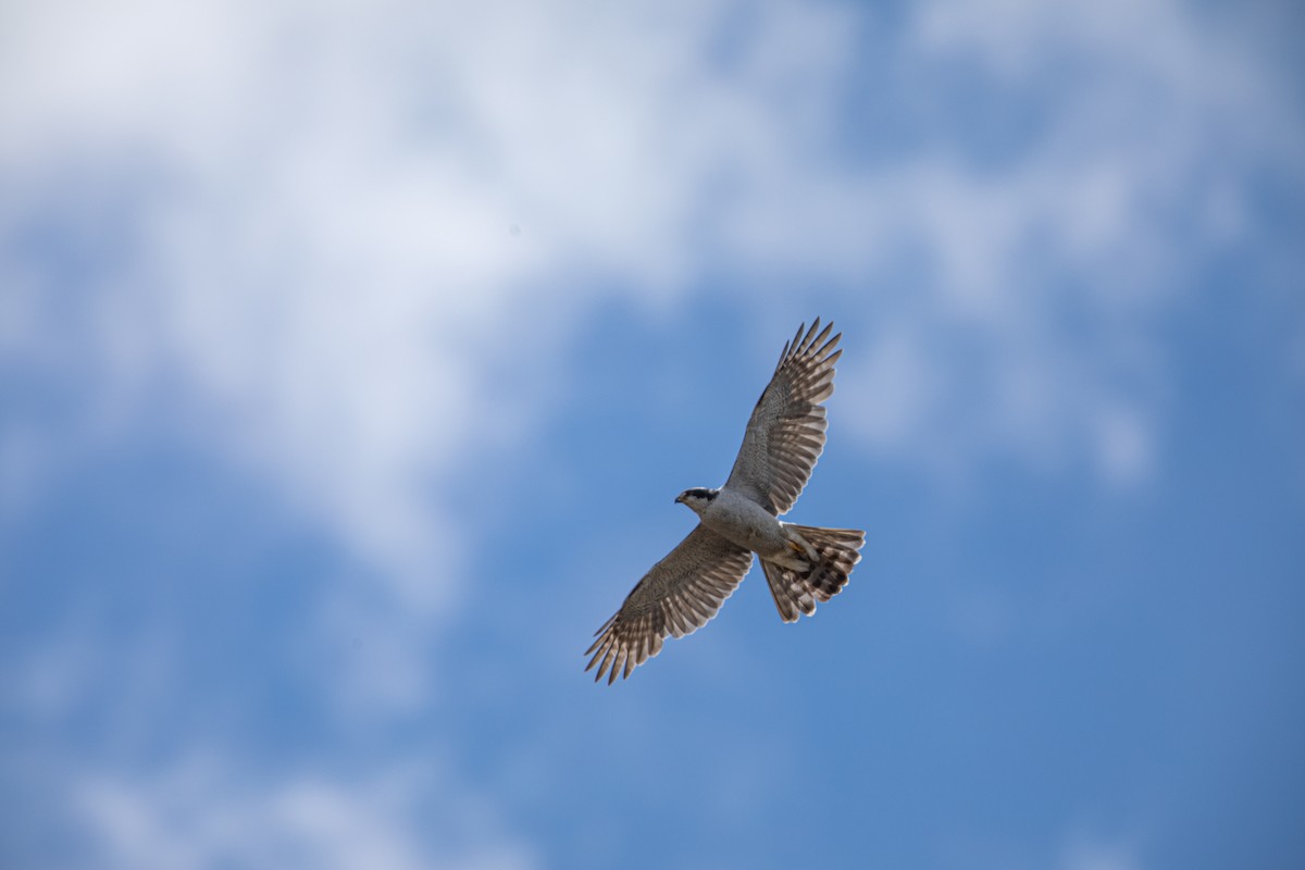 American Goshawk - ML619795294