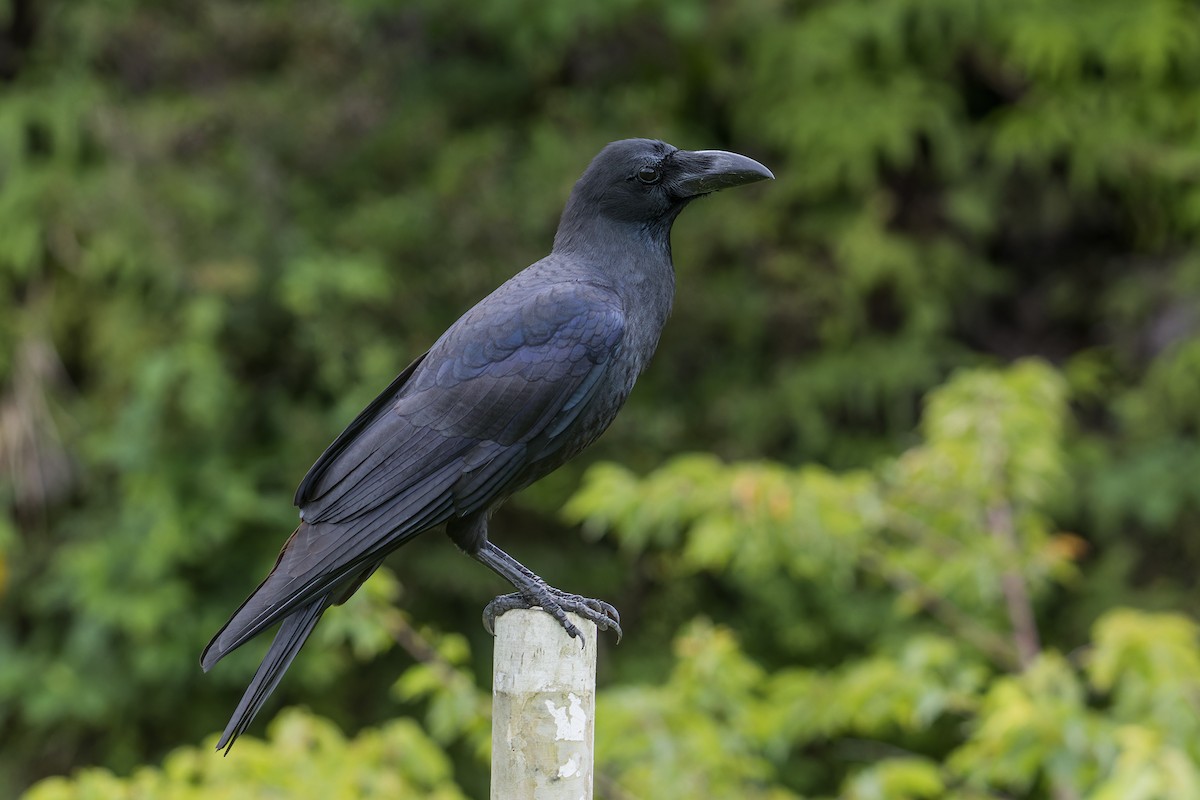 Large-billed Crow (Large-billed) - ML619795299