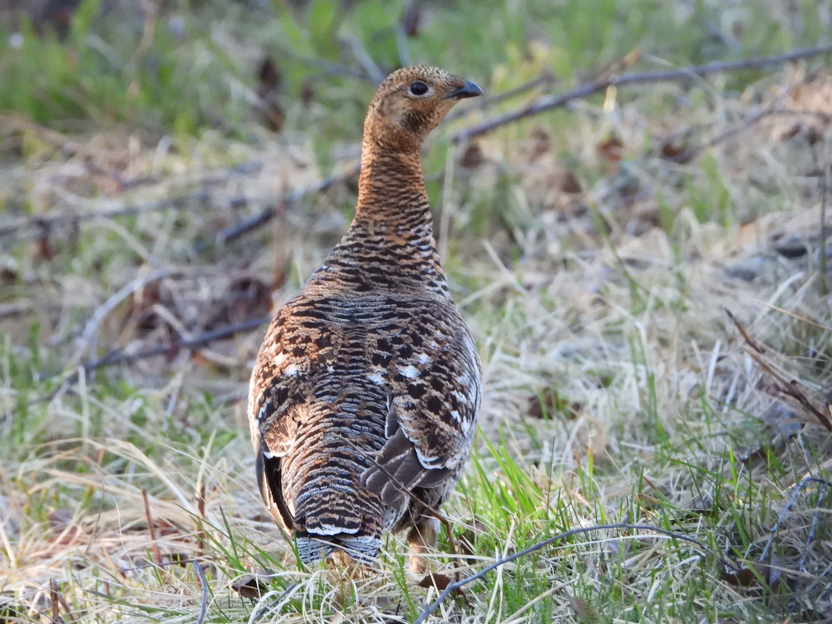 Black Grouse - ML619795302