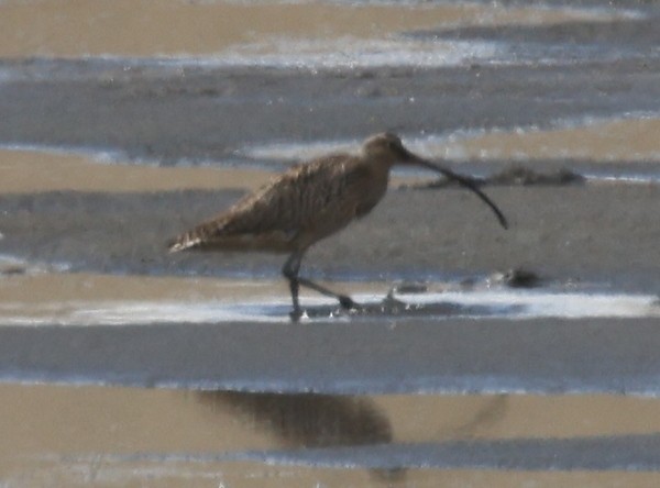 Far Eastern Curlew - ML619795329