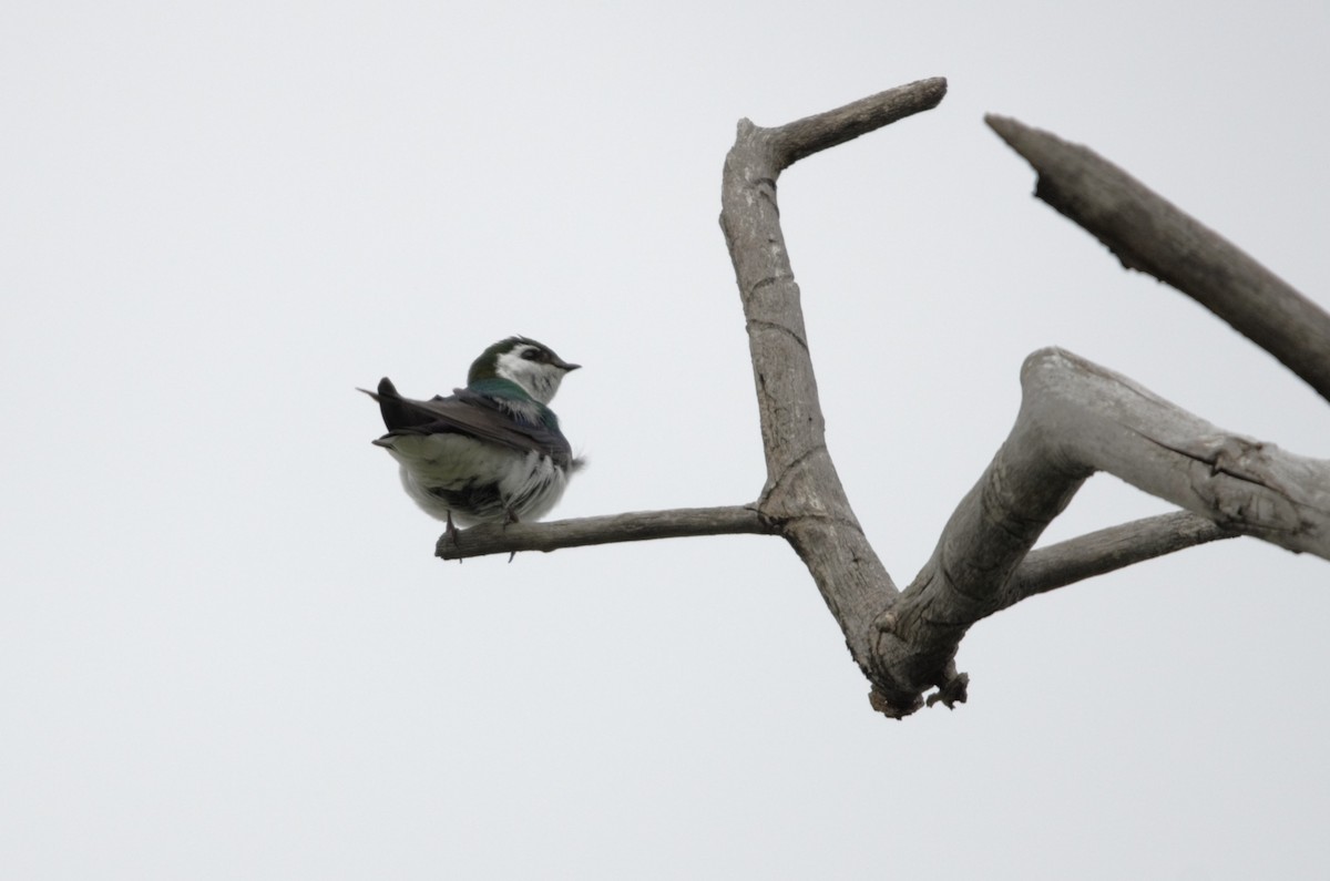 Violet-green Swallow - ML619795370