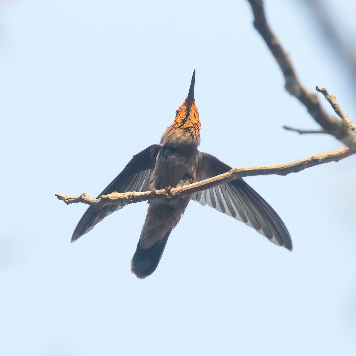 kolibřík fialovouchý - ML619795374