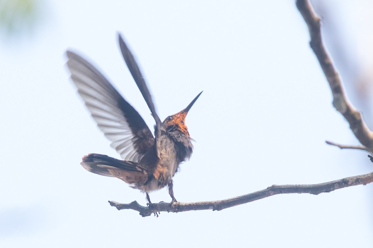 kolibřík fialovouchý - ML619795375