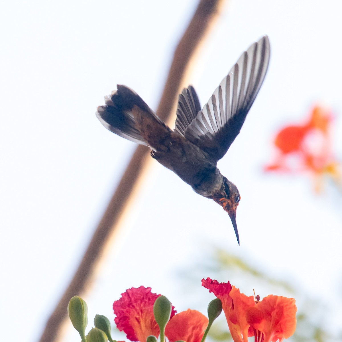 kolibřík fialovouchý - ML619795377