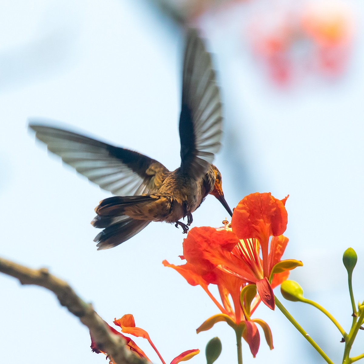 kolibřík fialovouchý - ML619795379