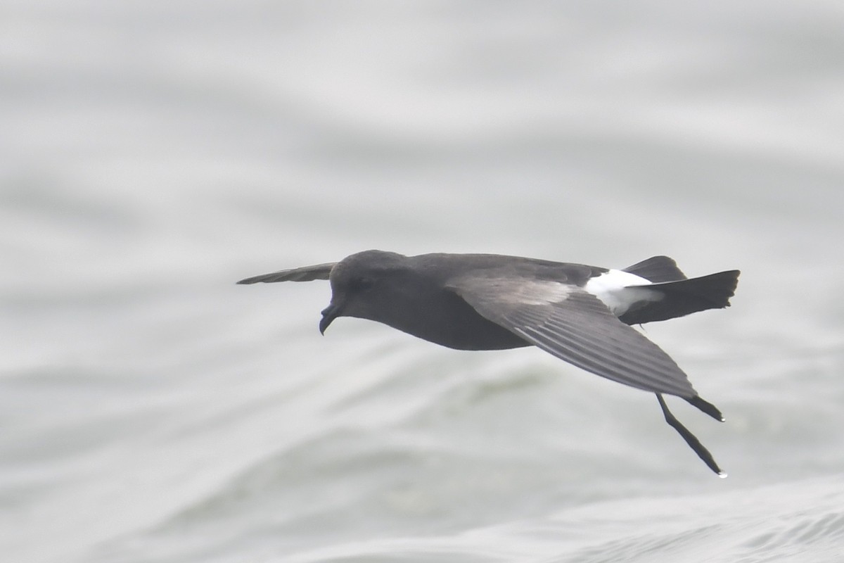 Wilson's Storm-Petrel - ASM Arif Ul Anam