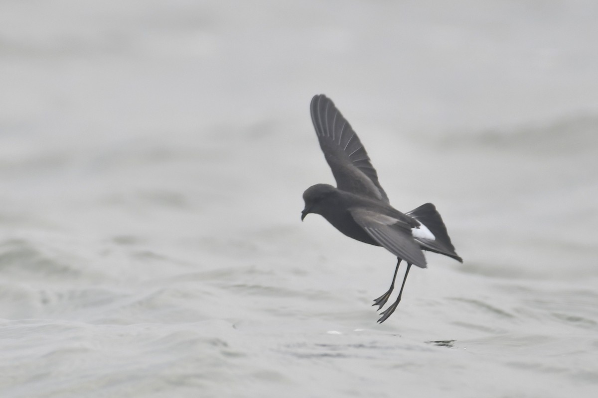 Wilson's Storm-Petrel - ML619795395