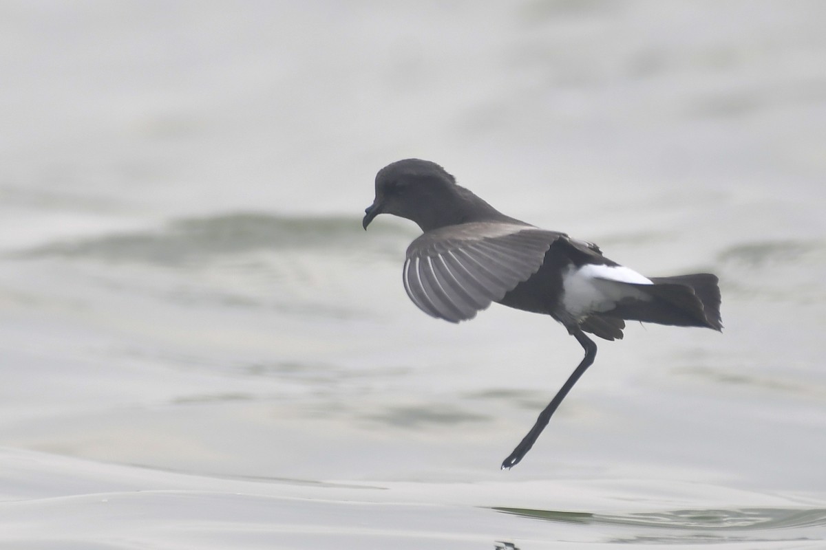 Wilson's Storm-Petrel - ML619795396