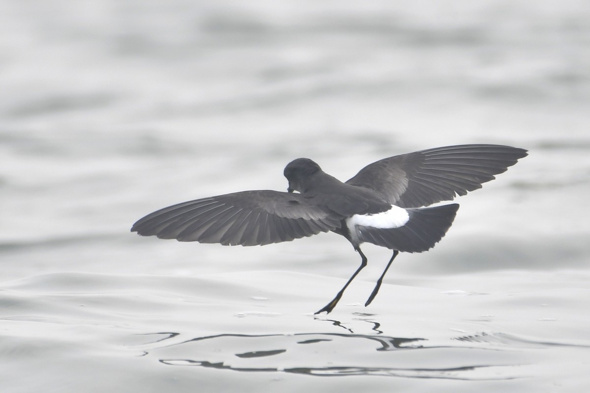 Wilson's Storm-Petrel - ML619795397