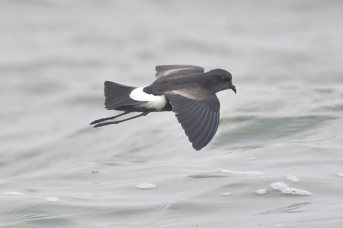 Wilson's Storm-Petrel - ML619795399