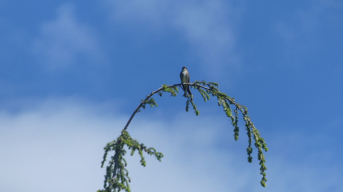 Olive-sided Flycatcher - ML619795409