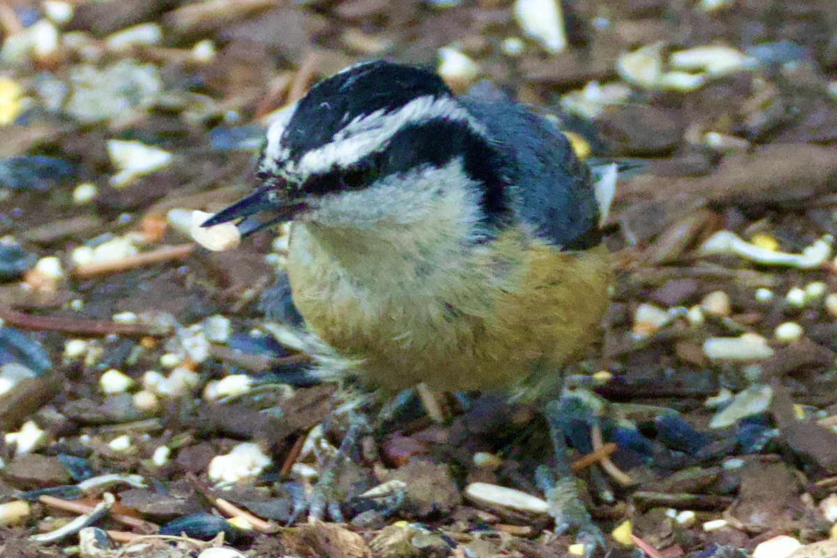 Red-breasted Nuthatch - ML619795425