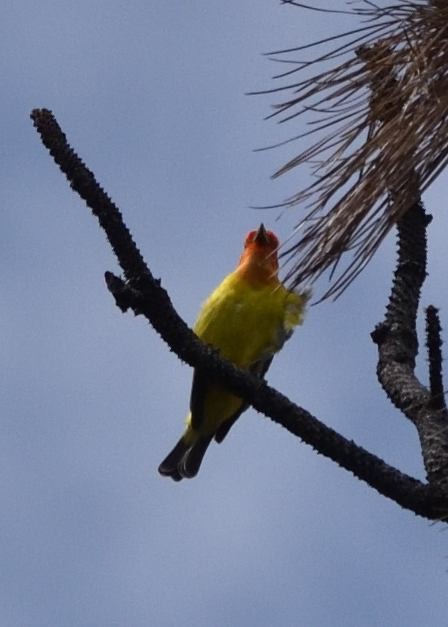 Western Tanager - ML619795435