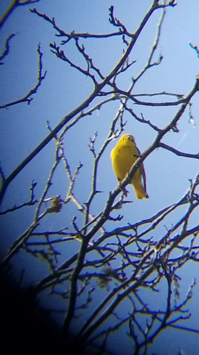 Paruline jaune - ML619795444