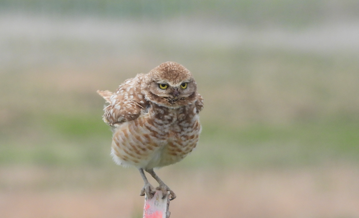 Burrowing Owl - ML619795491