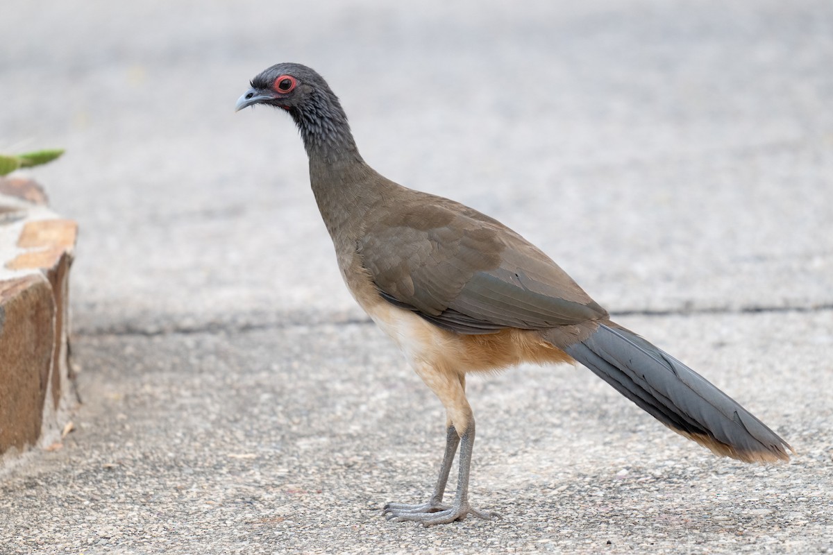 West Mexican Chachalaca - ML619795492
