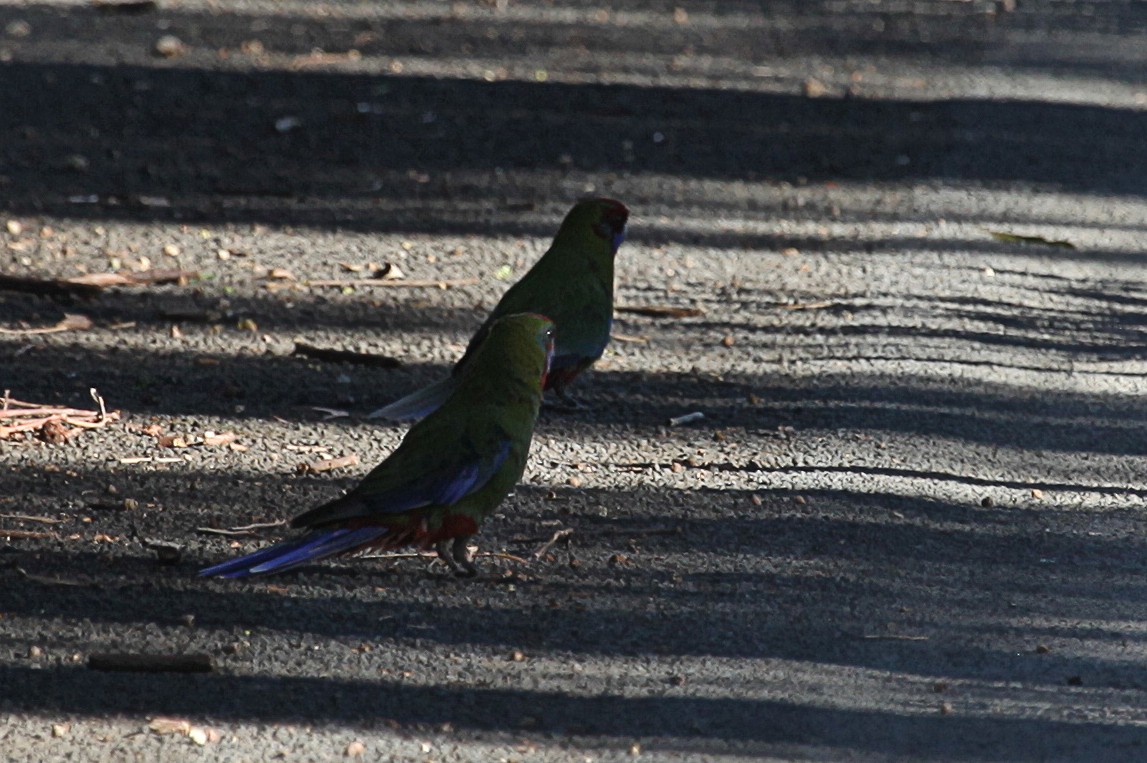 Perico Elegante - ML619795496