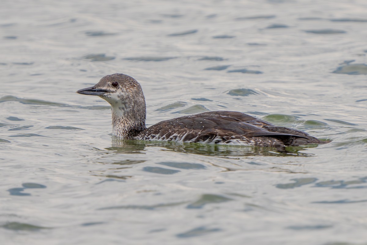 Red-throated Loon - ML619795501