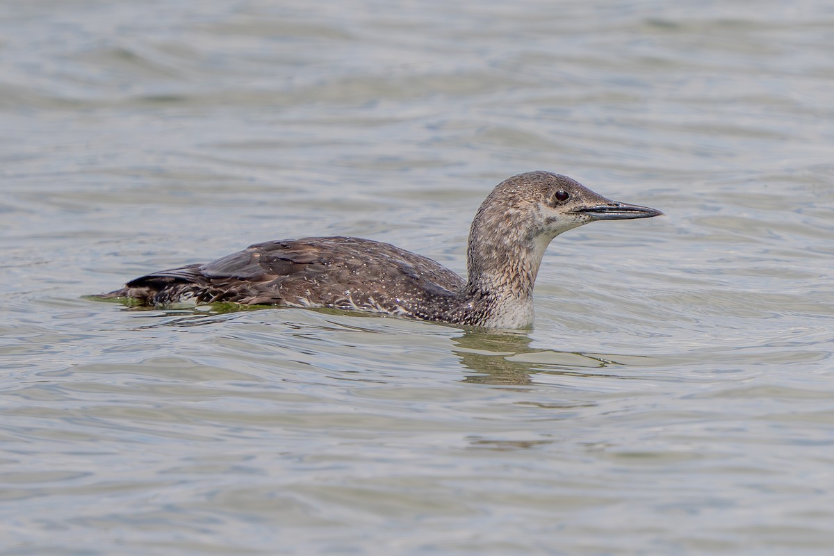 Red-throated Loon - ML619795502
