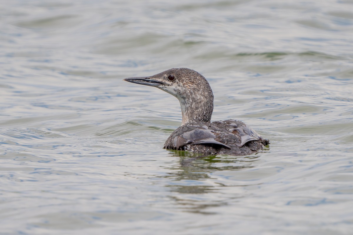 Red-throated Loon - ML619795505