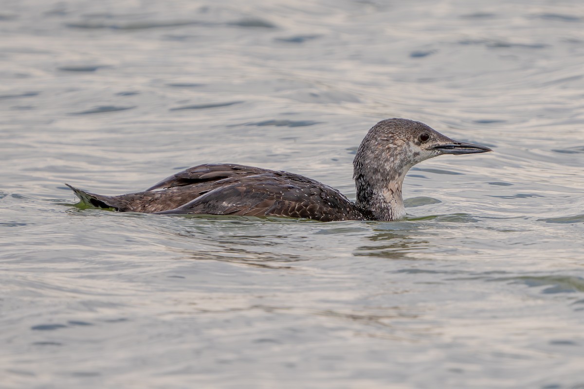 Red-throated Loon - ML619795511