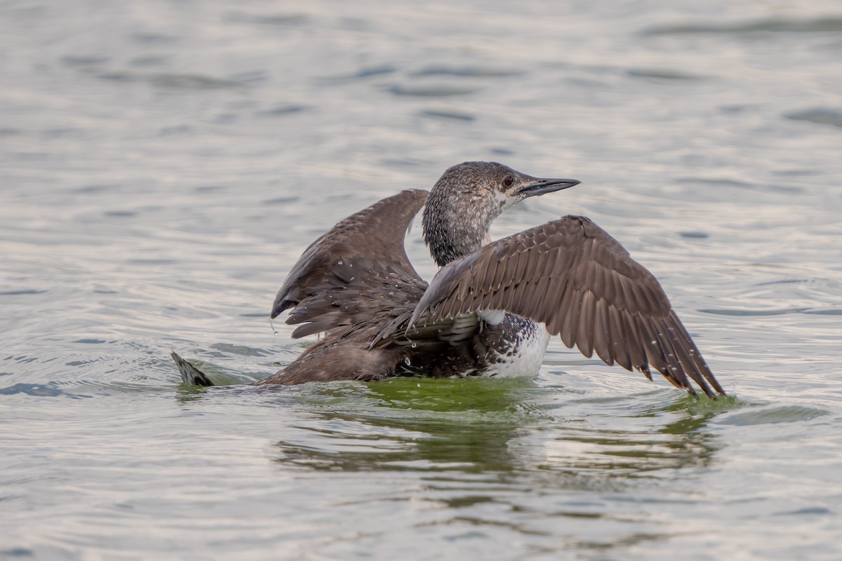 Red-throated Loon - ML619795512