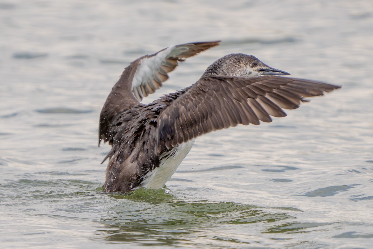 Red-throated Loon - ML619795513