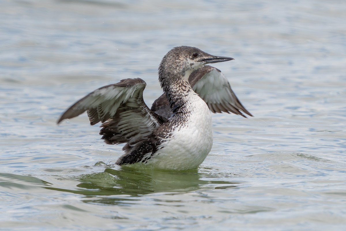 Red-throated Loon - Robert Raker