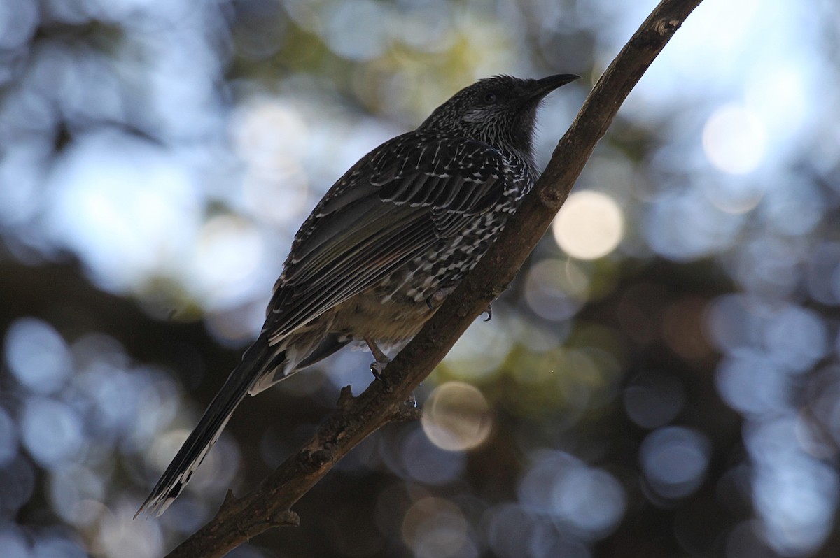 Little Wattlebird - ML619795518