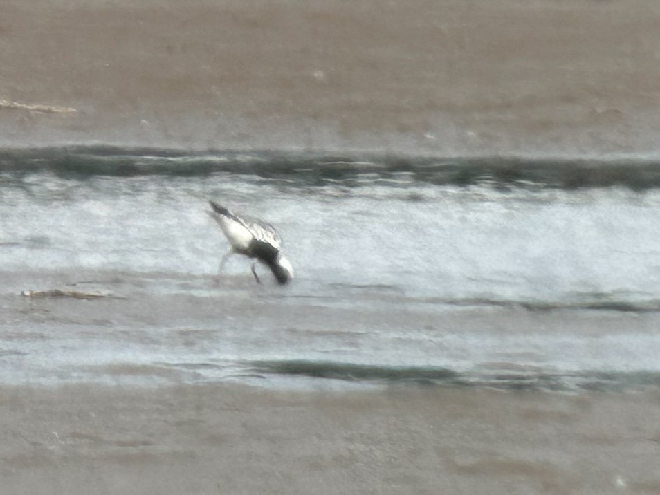 Black-bellied Plover - ML619795520