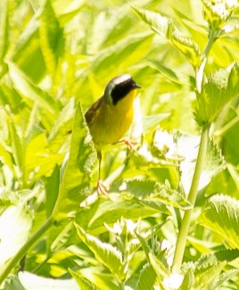 Common Yellowthroat - ML619795526