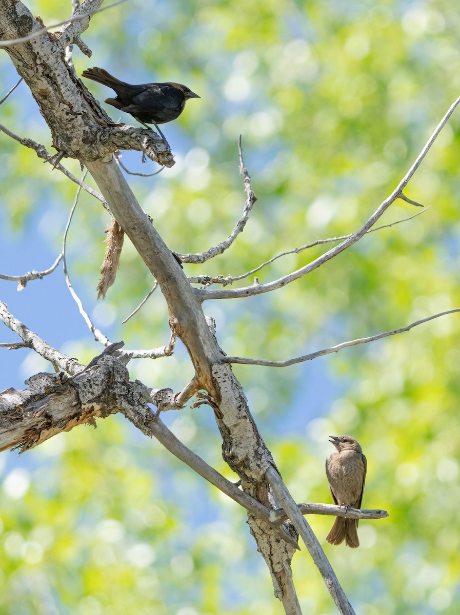 Brown-headed Cowbird - ML619795529