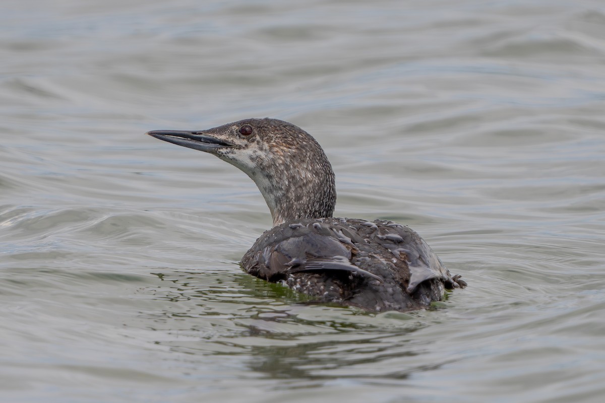 Red-throated Loon - ML619795530