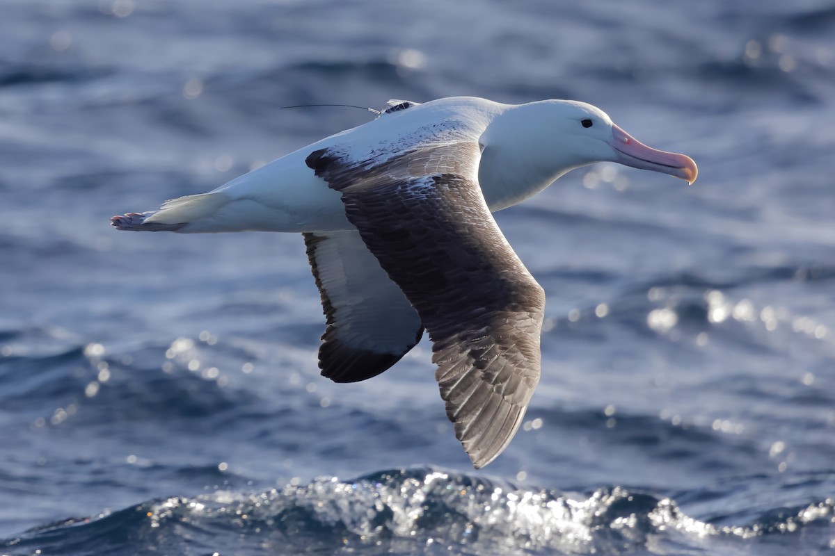 Southern Royal Albatross - ML619795533