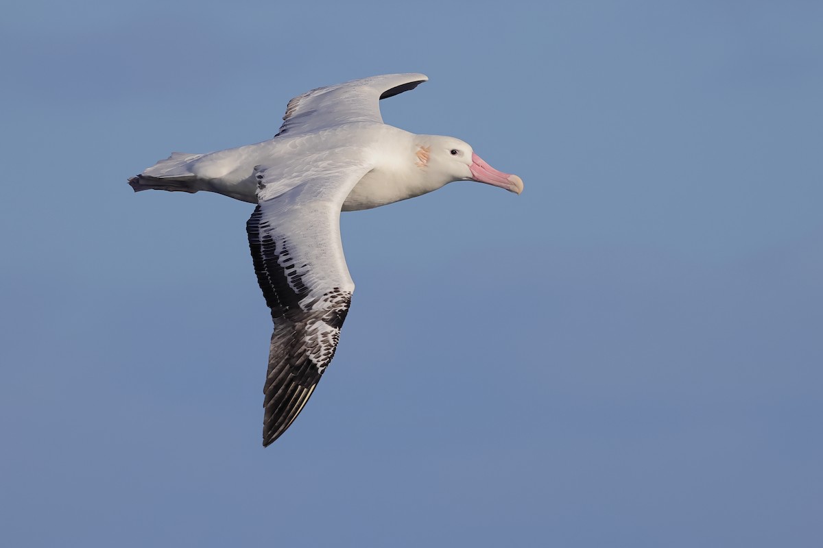 albatros stěhovavý - ML619795539