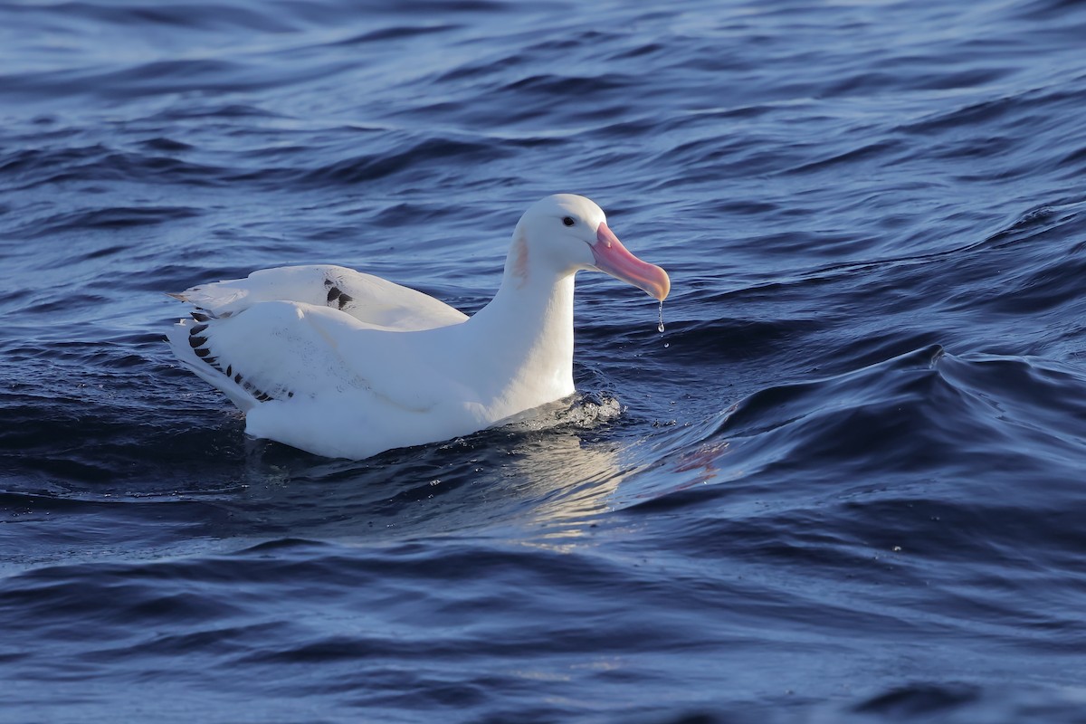 albatros stěhovavý - ML619795541
