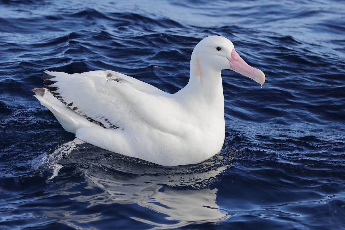 albatros stěhovavý - ML619795542