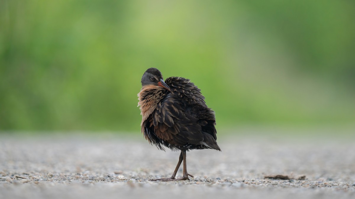 Virginia Rail - ML619795544