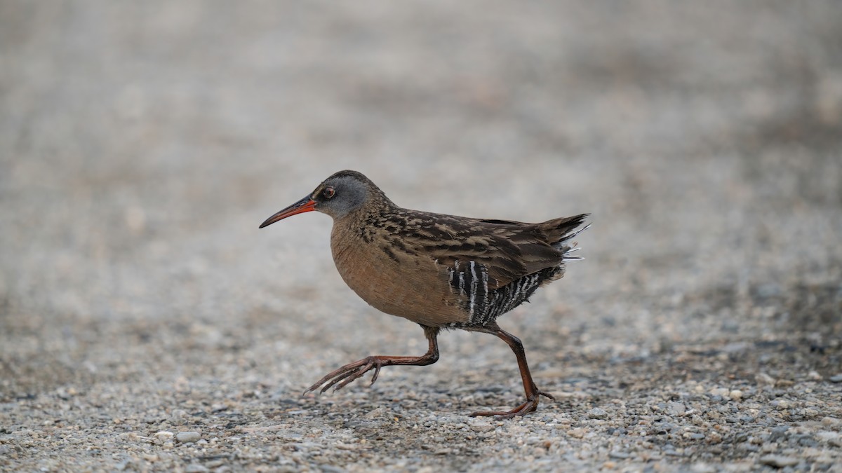 Virginia Rail - ML619795547