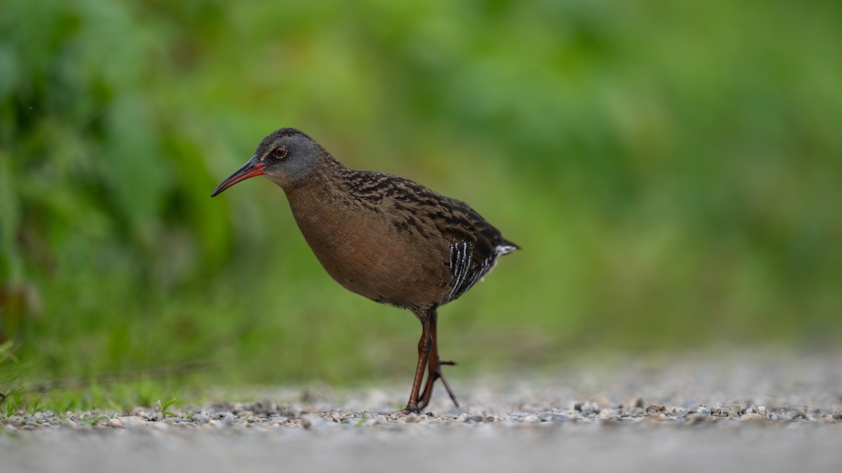 Virginia Rail - ML619795553