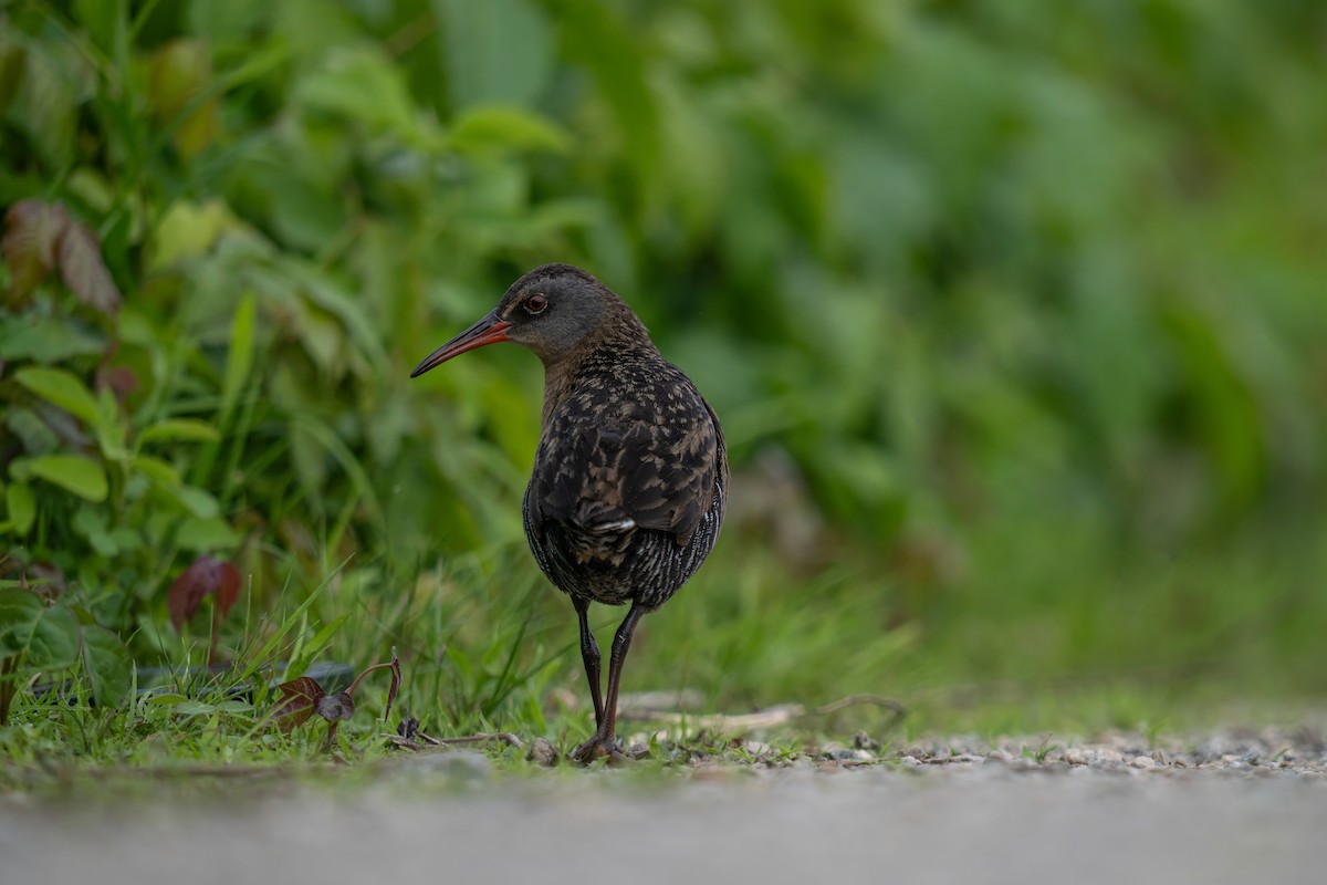 Virginia Rail - ML619795554