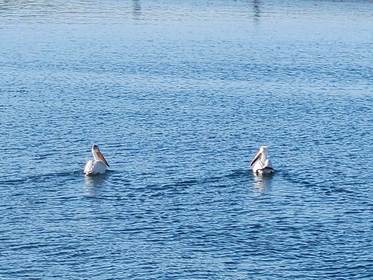 American White Pelican - ML619795558
