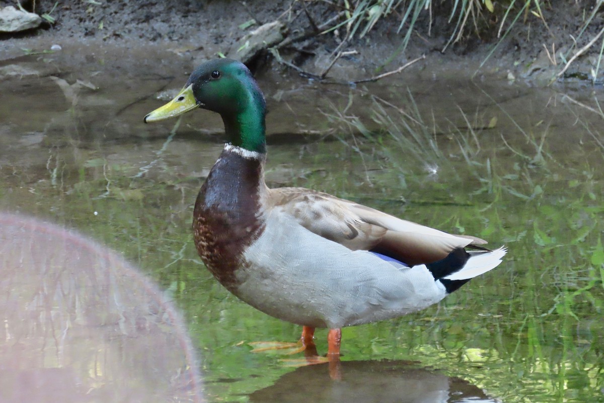 Mallard - ML619795564