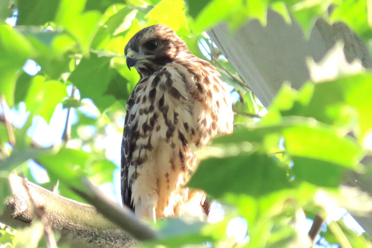 Red-shouldered Hawk - ML619795571