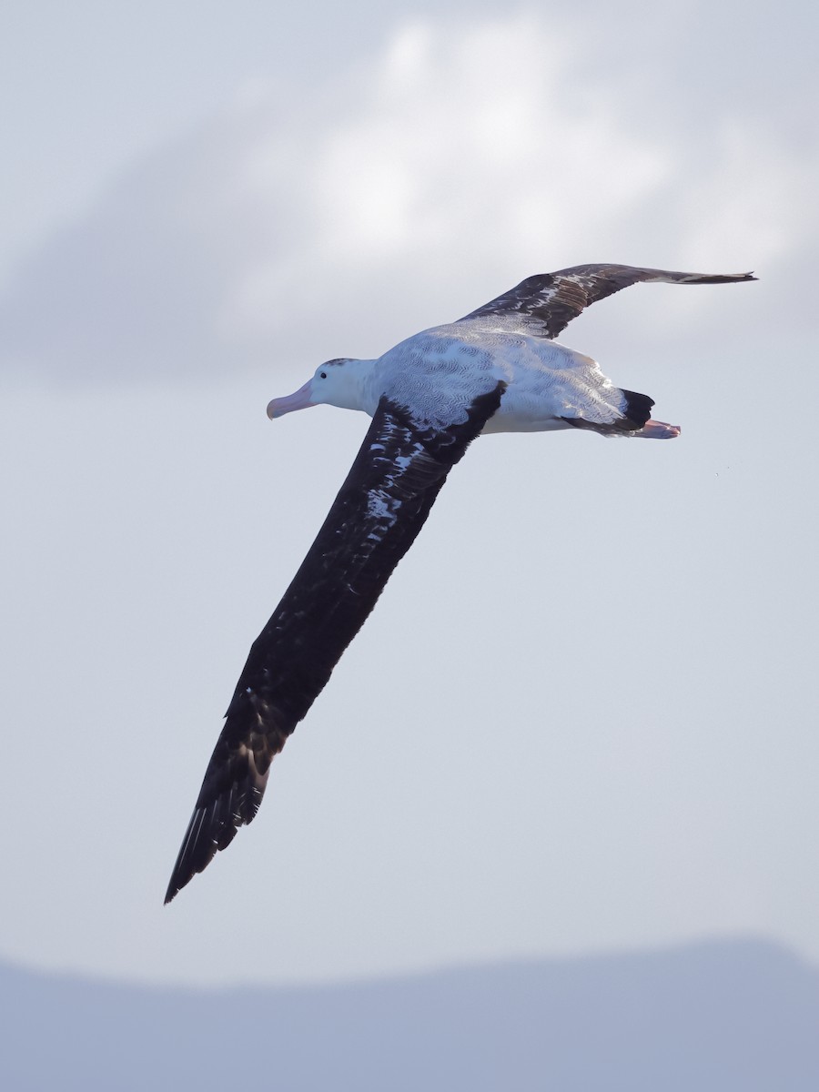 Antipodean Albatross (gibsoni) - ML619795580