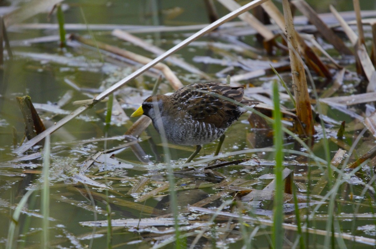 Sora - ML619795607