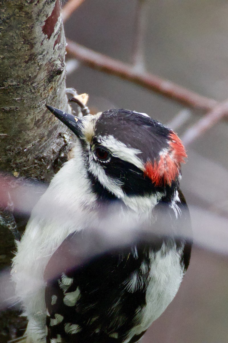 Downy Woodpecker - ML619795649