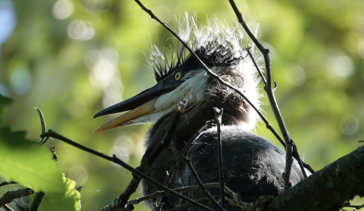 Great Blue Heron - Quentin Brown
